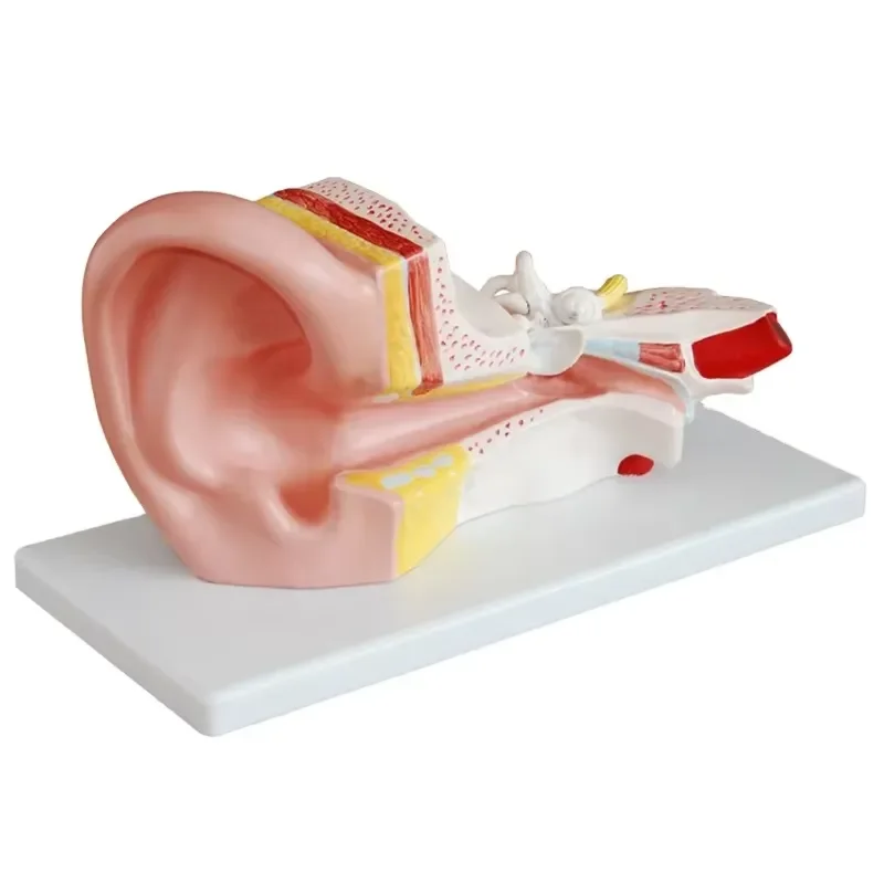 Medical Science PVC Anatomical Model 3x Enlarged Middle Ear Model Dissectible Into 2 Parts