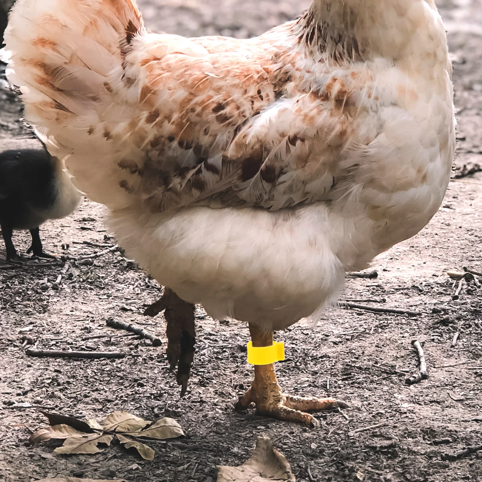 100 Stück Hühnerbeinbänder, leicht, langlebig, verstellbare Beinringe zur Identifizierung von Geflügeln, Gamefowl Chick Supplies
