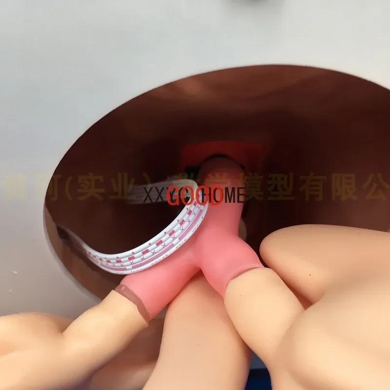 التنبيب نموذج جسم الإنسان تعلم نموذج للتدريس جهاز التدريب على إدارة الممرات الجوية جهاز محاكاة إنذار PVC مع الأسنان