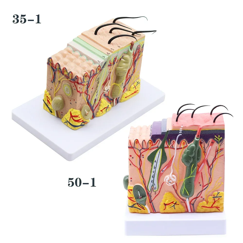 4D Human Anatomical Skin Model 50X Magnify Texture Subcutaneous Tissue Magnification Model with Hair Medical Teaching Aids