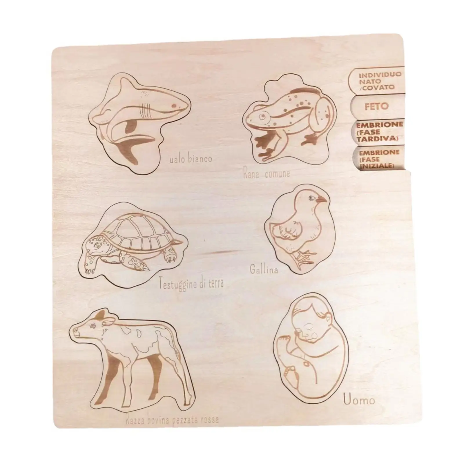 montessori-puzzle-toys-early-educational-toy-science-teaching-developmental-for