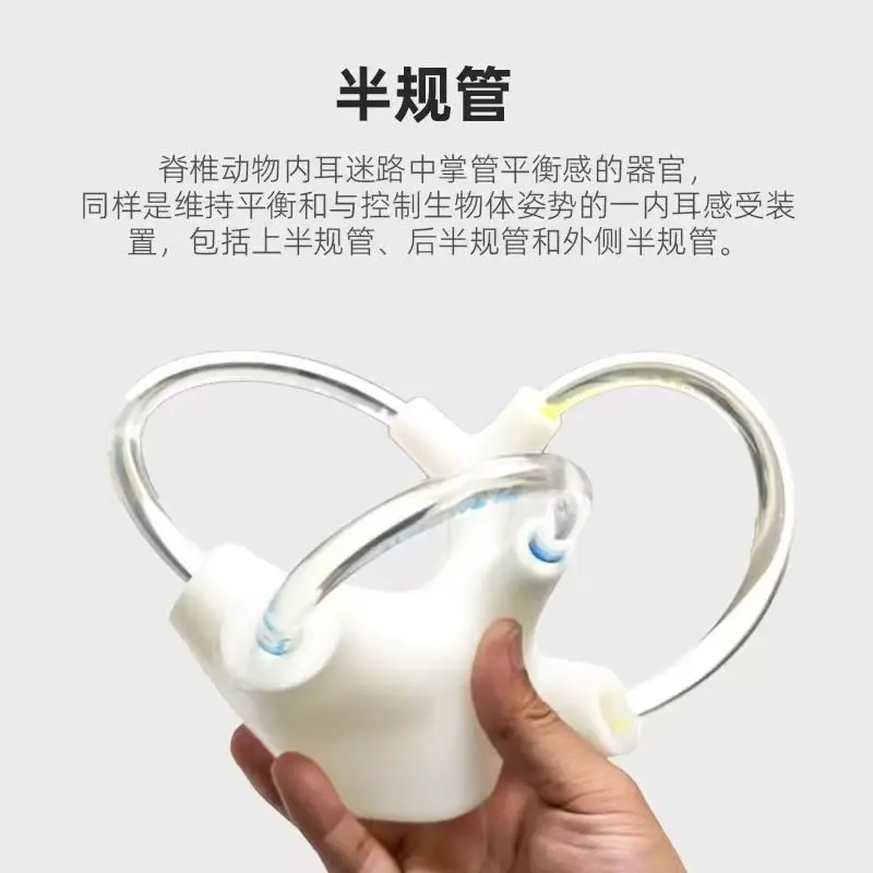 

for cochlear inner ear structure model for Cerebroneural vestibular rehabilitation semicircular canal otolith anatomy model