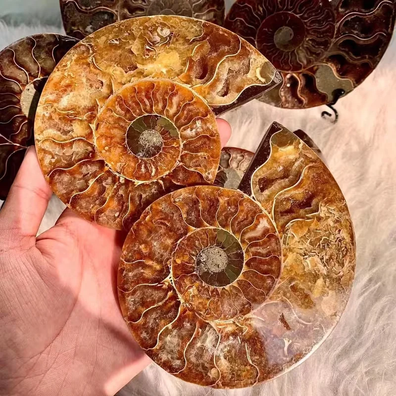 

2pcs of natural high-quality 400-500g sliced ammonite, suitable for home accessories, is the best choice for holiday gifts for s