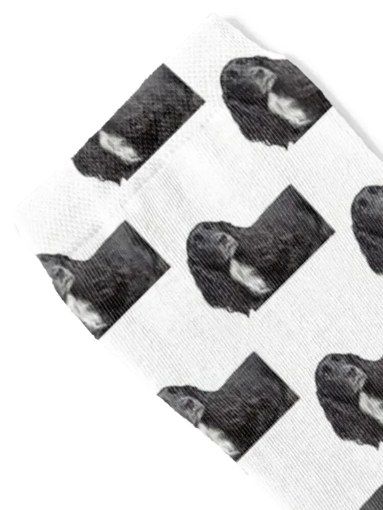 Working Cocker Spaniel Socks cute Novelties designer brand Socks Men Women's