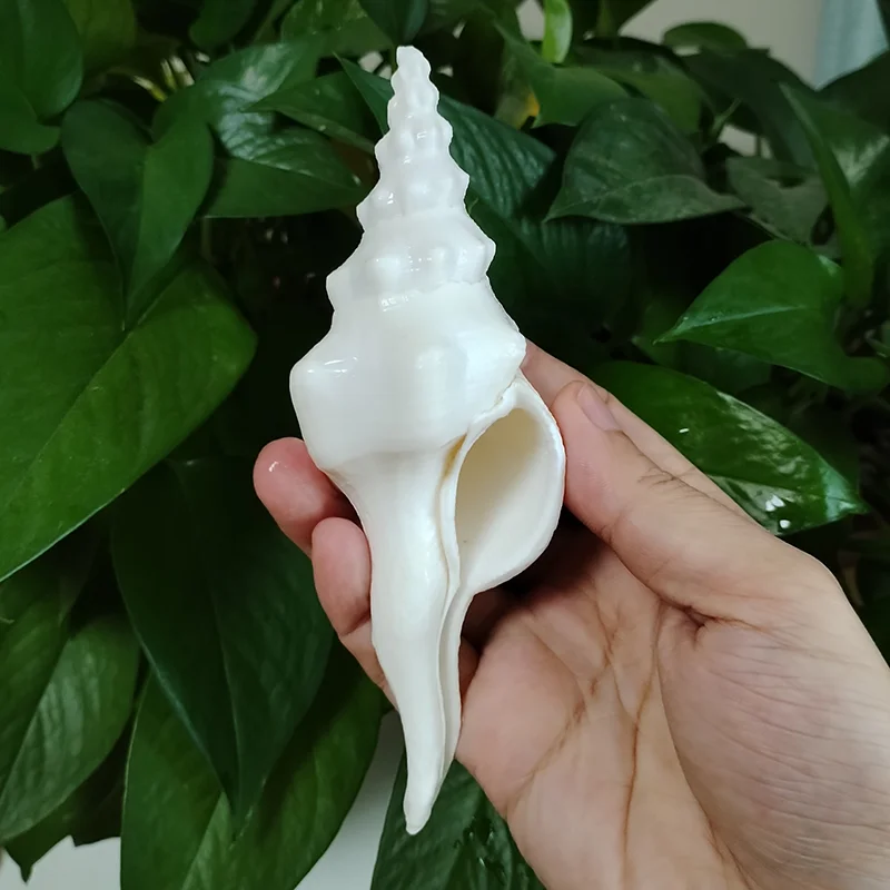 15-18CM White Salisbury's Spindle Conch Big Real Seashell Fusinus Toreumus Gift Fish Tank Aquarium Party Wedding Home Decor