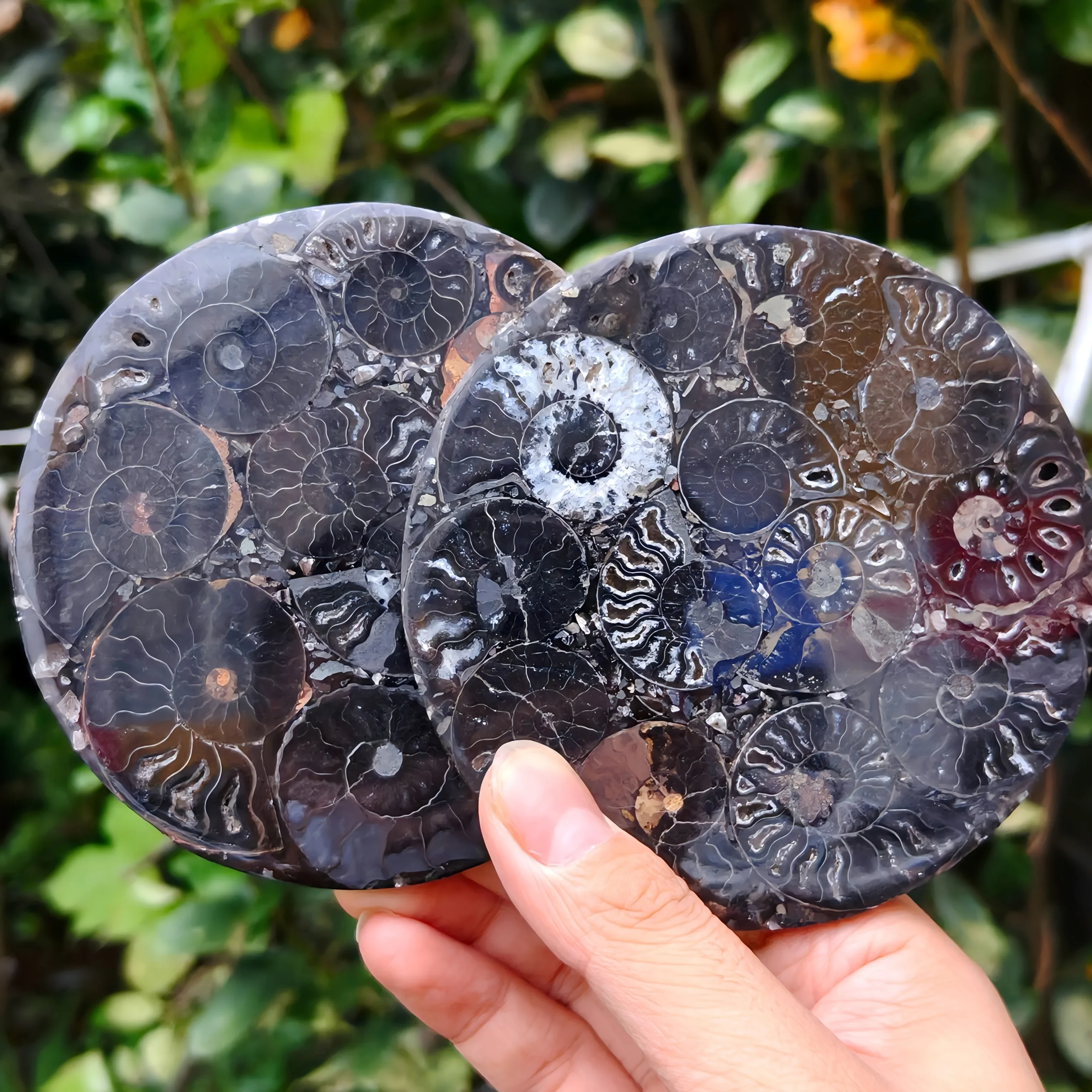 1pc Artifical Yellow and Black Ammonite Fossil Plate Disc Ammonite Conch Shell Jasper Round Slab Science Education Faux