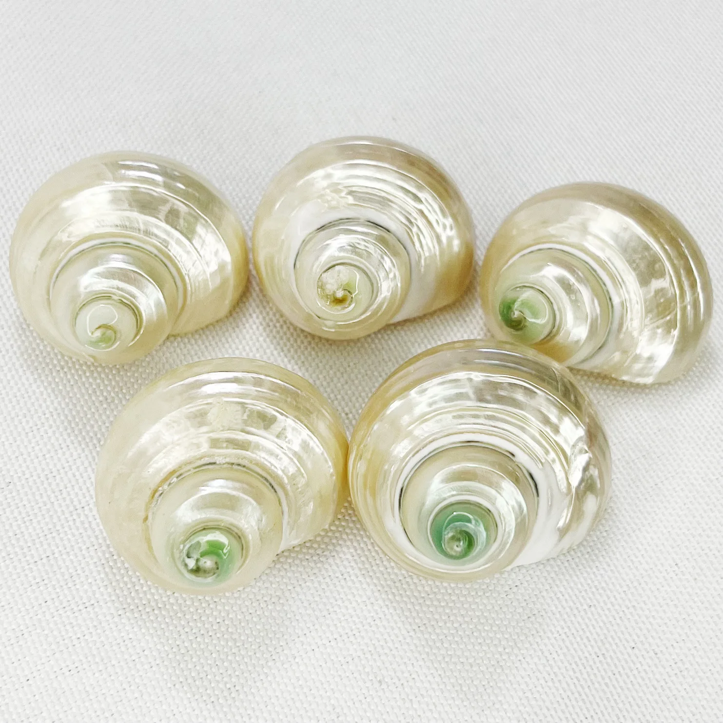 Natural Conus spp. Fluorescent Shells Hermit Crab Homes Aquarium Decor for Fish