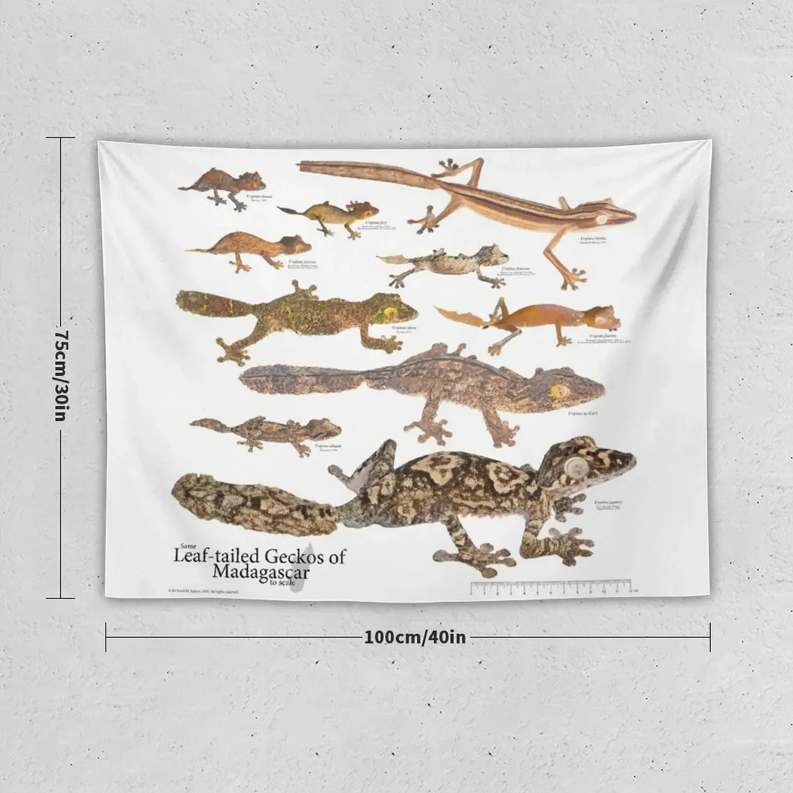 Some Leaf-Tailed Geckos of Madagascar to Scale, Version 1.0 Tapestry Bedrooms Decor Bedroom Organization And Decoration Tapestry