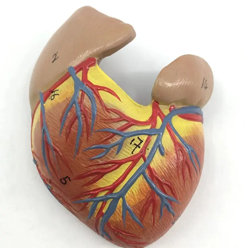 1: 1 Human Heart Model, Anatomically Accurate Heart Model Life Size for Science Classroom Study, Numbered / Not Numbered