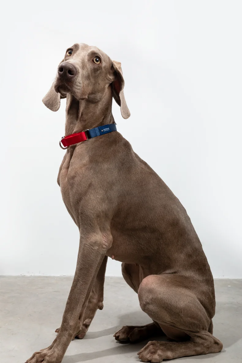 Dog Collar Explosion-proof Impact Adjustable Soft Nylon Collar Necklace Personalized Accessories For Pets