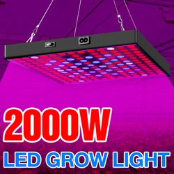 Lampe horticole de croissance hydroponique LED 200V, 2000W, éclairage pour serre/chambre de culture/floraison de plantes d'intérieur
