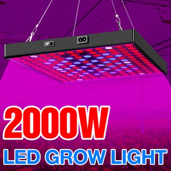 LED 200V 성장 조명, 전체 스펙트럼 실내 식물 성장 LED 전구, 수경 재배 램프, 2000W 조명, 꽃 온실 모종