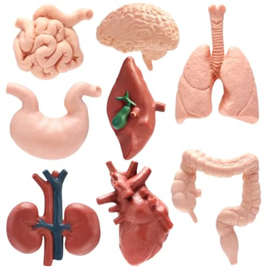 

8 PCS Mini Human Body Model for,Human Organ Model Anatomy, Physiology 3D Realistic Study Tools for Students Sciences Class Lear