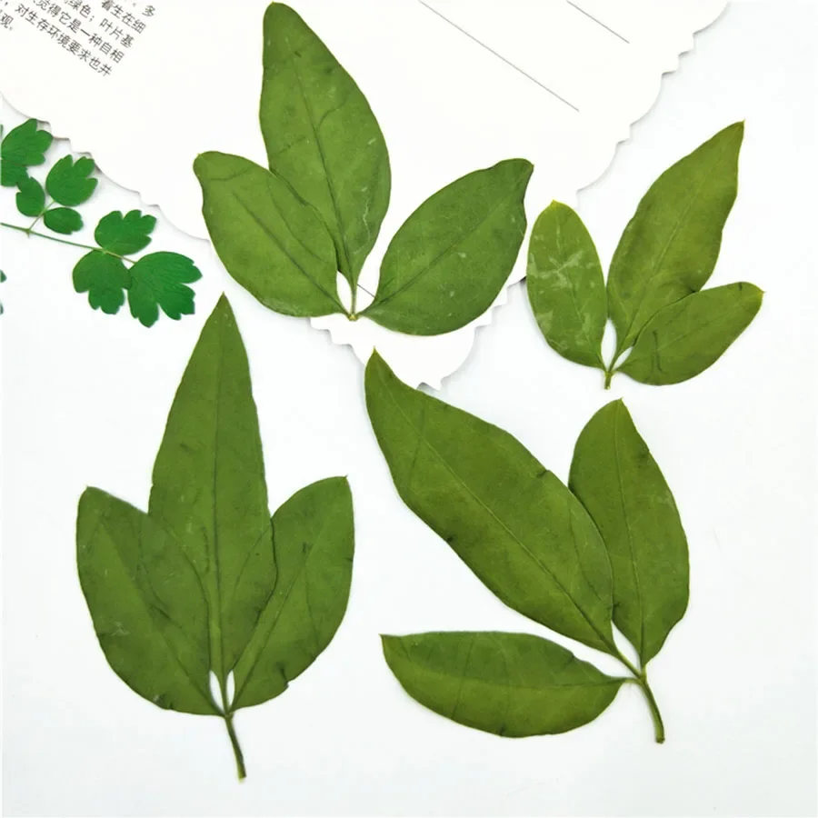 60 uds prensado seco Natural verde invierno hojas de jazmín planta herbario para joyería postal tarjeta de invitación funda de teléfono DIY