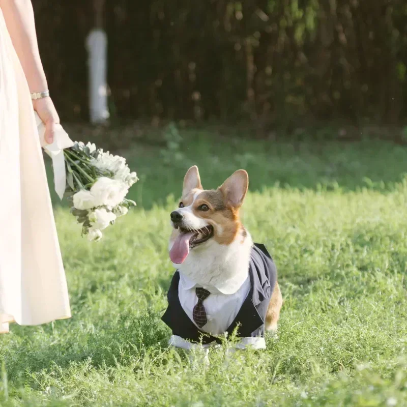 Hoch pes oblečení smoking pudl knírač corgi shiba inu chraplavý labrador zlatý retriever velký velký pes oblečení svatební oblek