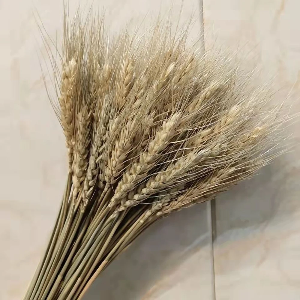 50Pcs Real Wheat Ear Dried Flowers Bouquet Decoration for Wedding Party Natural DIY Craft Wheat Bouquet Living Room Decor