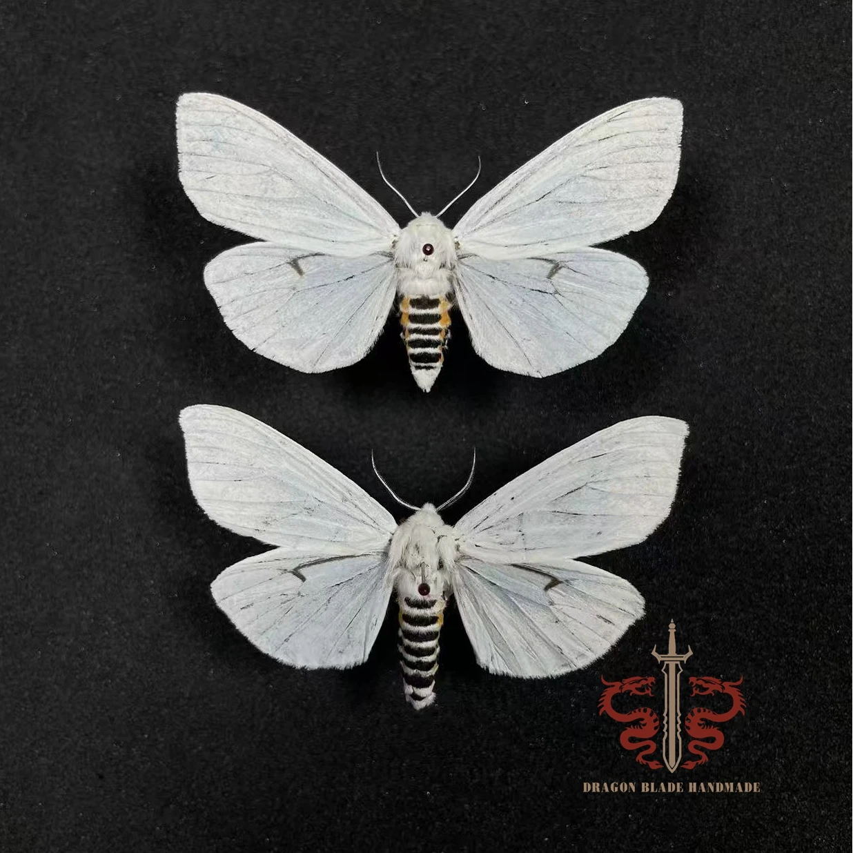 Moth ornament Chionarctia pura, 1pc wings spread A1/A- high quality, Decorative Display Collection Gifts