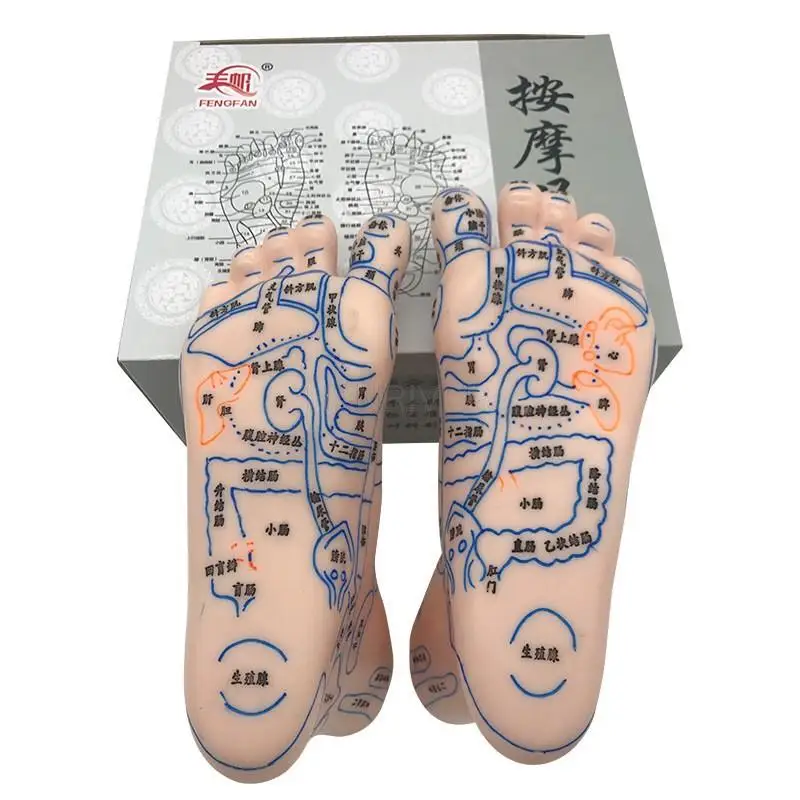 Foot model foot massage 19cm foot reflection area foot model human acupoint foot massage foot massage lettering version