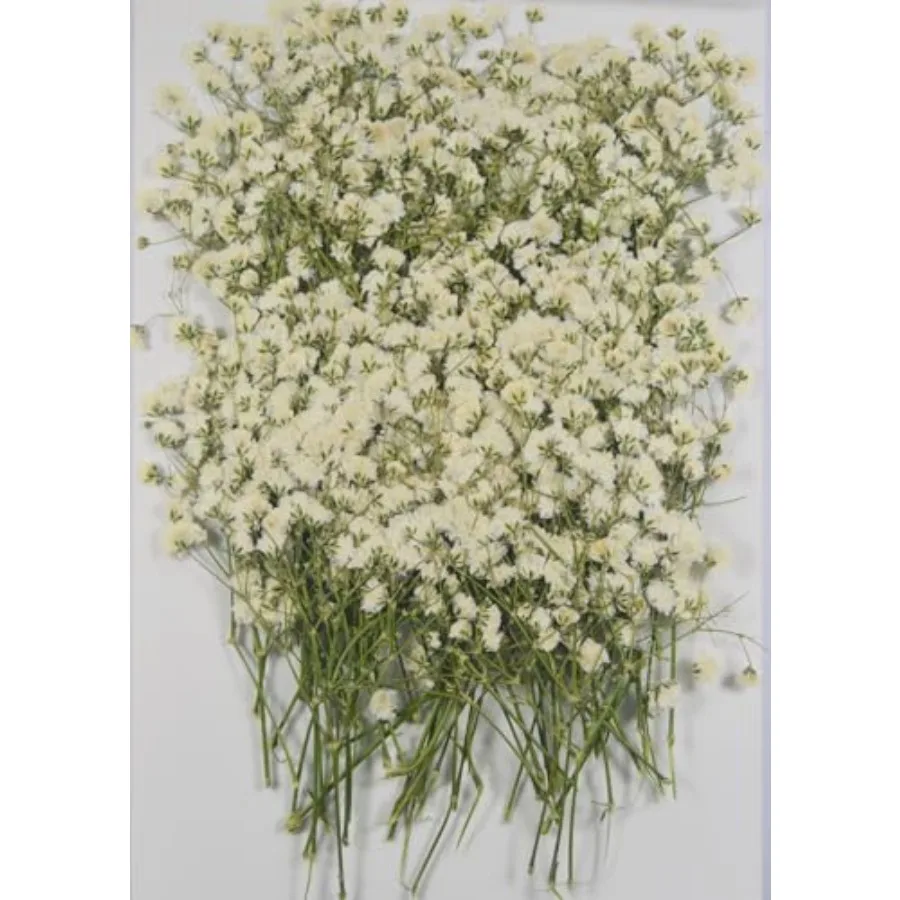 100 قطعة زهور مجففة مضغوطة حقيقية صغيرة بيضاء جيبسوفيلا نفس الطفل لدعوة الزفاف الراتنج لتقوم بها بنفسك الفن زينة الأزهار #4
