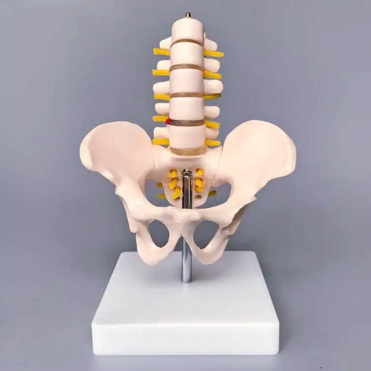 Pelvis model Small pelvic belt Five-section lumbar vertebra joint model Skeleton nerve structure Hip patella Coccyx