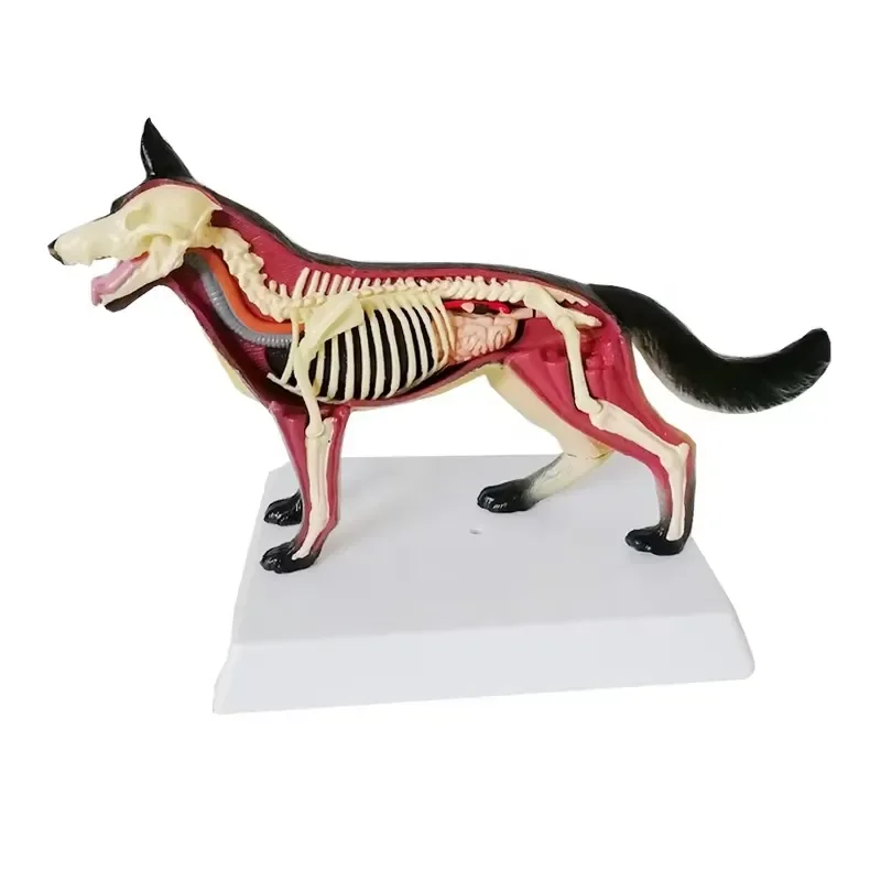 Dog Anatomical Model Detachable 11 Parts Canine Organs Tissues and Muscles Show Model