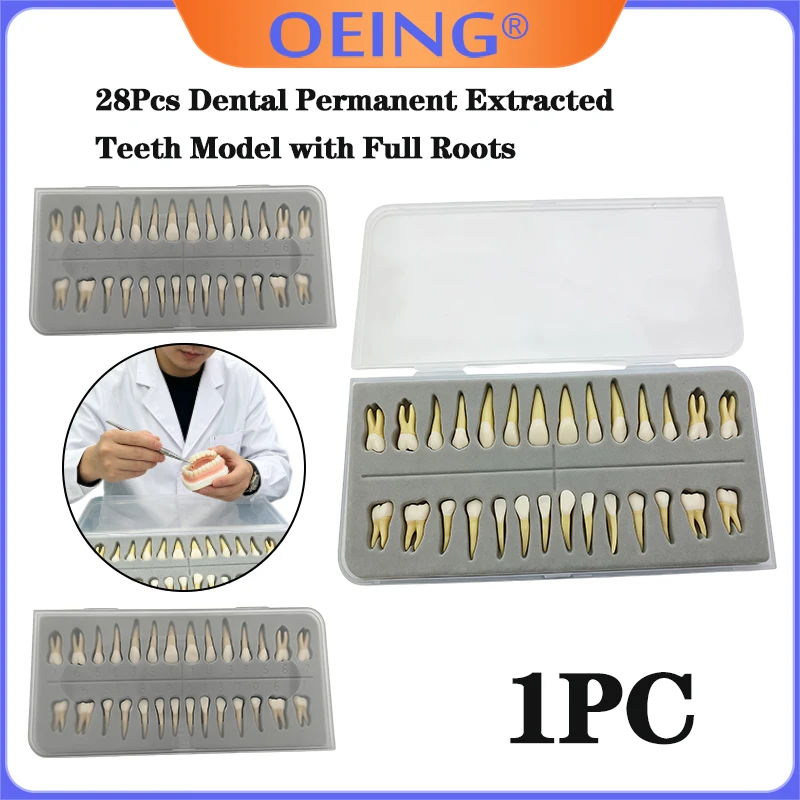 1Box Dental Students Practice Tooth Extraction on A Model Featuring A Full Set of Removable, Two-tone, Lifelike, Detached Teeth