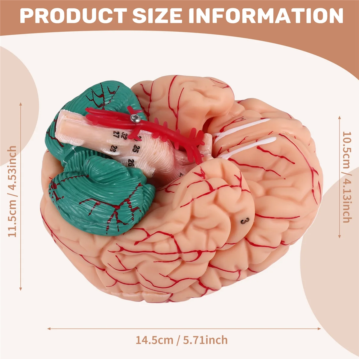 MDAQZ Human Brain,Life Size Human Brain Anatomy Model with Display Base, for Science Classroom Study & Teaching Display B