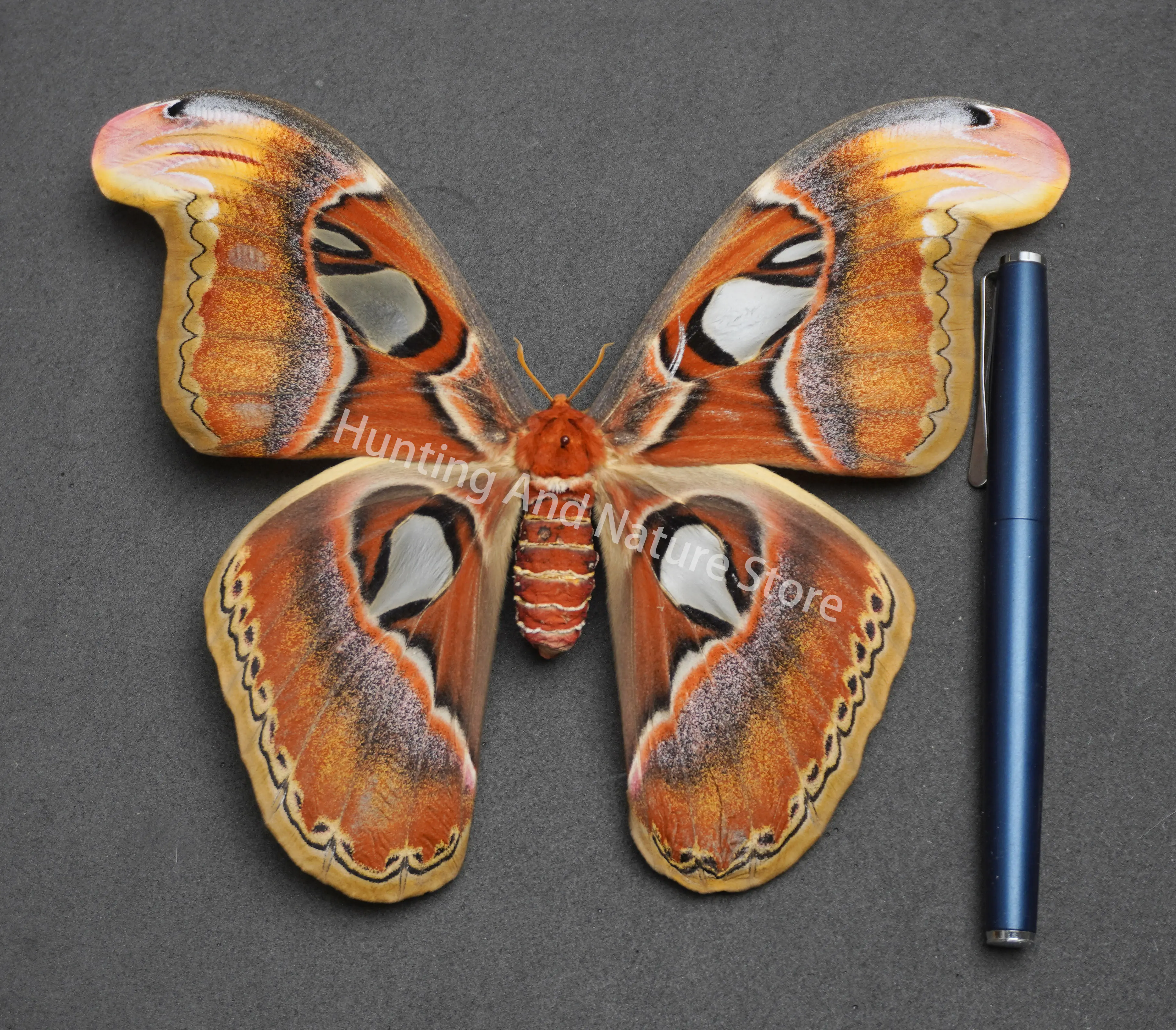 

Giant Moth, Real Rare Moth Specimen, Atlas moth, Suitable For Science education, Collection, Viewing, Gift