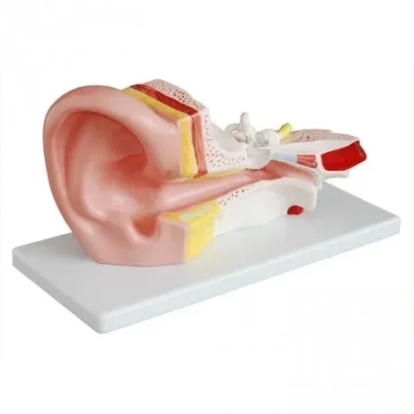 

3X Ear Anatomy Model External, Middle and Inner Ear Auditory System Organs Ear Structure Teaching Medicine
