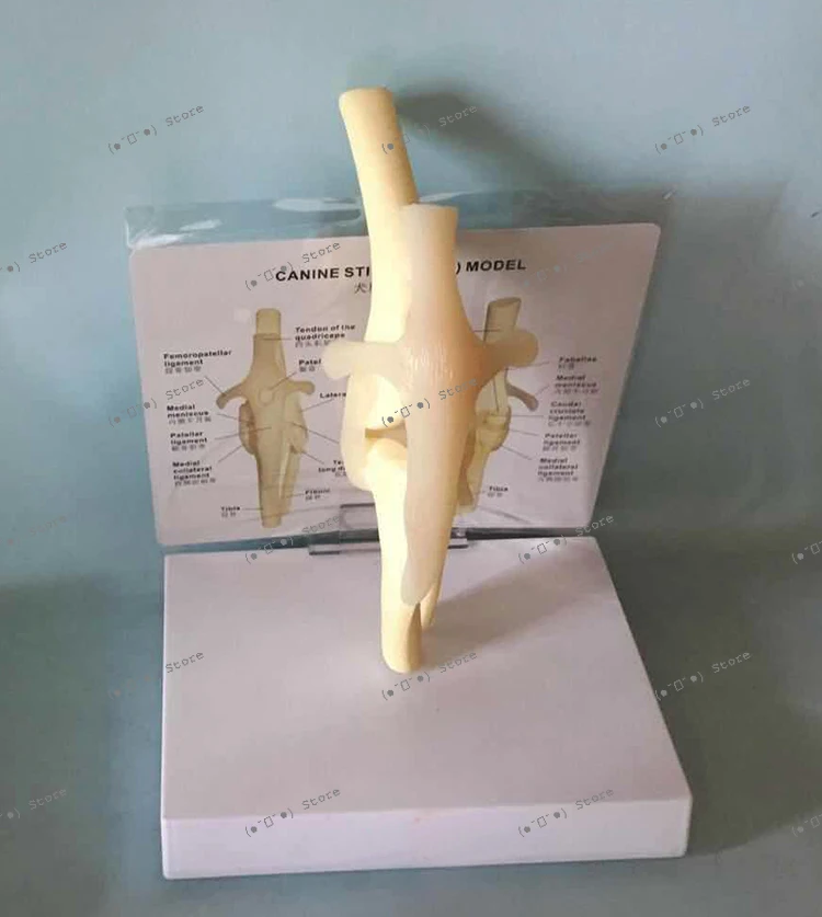 

Dog Knee Model Dog Skeleton Dog Skeleton Canine Teaching Pet Animal Husbandry Veterinary Teaching Teaching Instrument