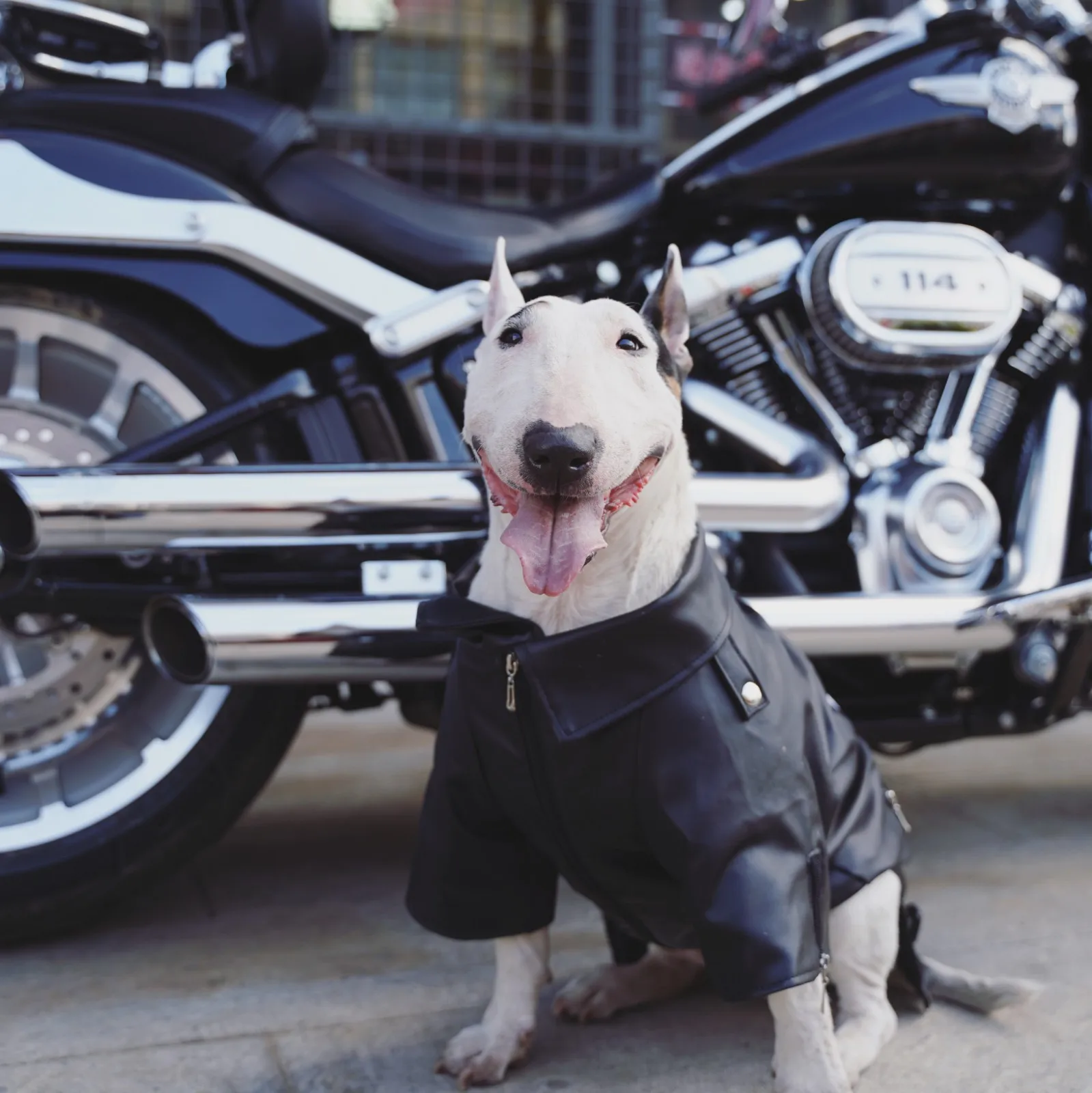 Pet motorcycle leather coat dog autumn and winter cotton coat bull terrier Staffordshire Yingdou costume big dog fat dog clothes