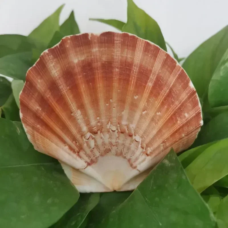 Iceland Scallops Natural Color Scallops Large Shell House Decorative Floor Fish Tank Fish Tank Landscape DIY Decorative Specimen