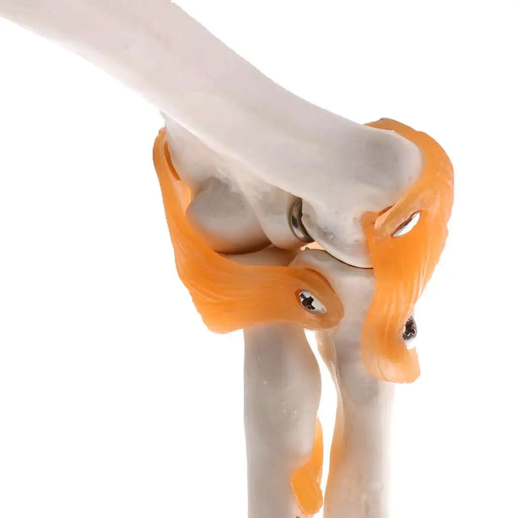 1:1 Human Elbow Joint Ligament Model with Base School Biology Teaching Equipment