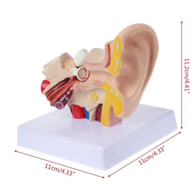 1.5 vezes vida tamanho humano orelha anatomia modelo organmedical ensino suprimentos profissional d5qc