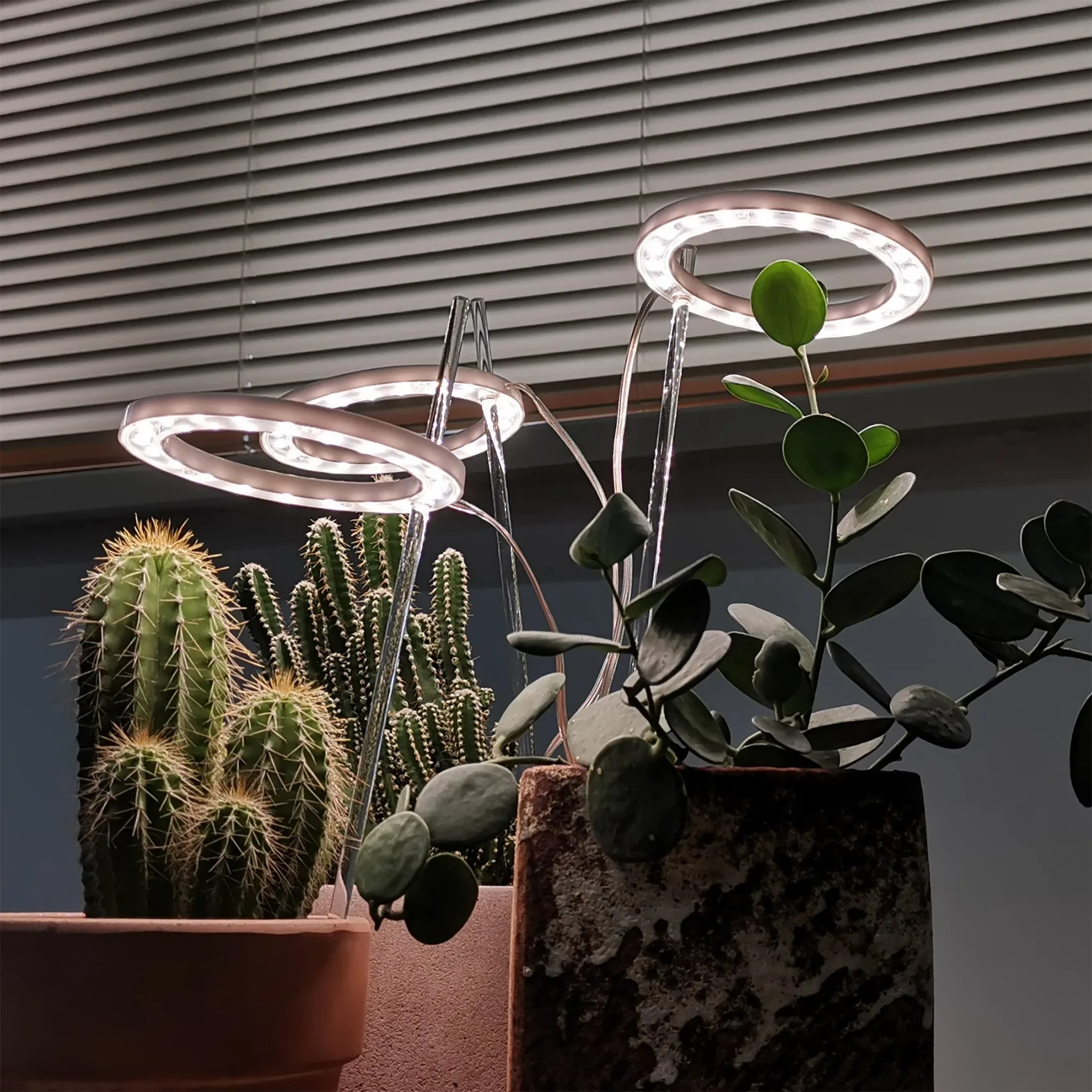 ABLA-LED Coltiva la luce Spettro completo Phyto Grow Lampada USB Angel Ring Lampada per piante grasse, Crescita di piante da fiore