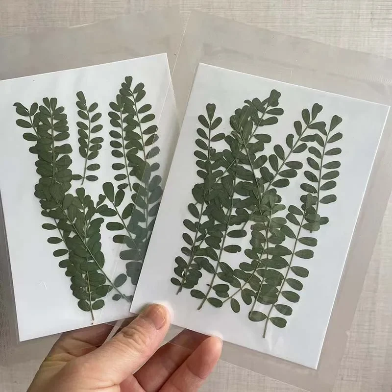 6~8CM Natural Plants Dried Pressed Spiny Leaves In Green,Dry Leaf Flower Press Decoration For Nail Art,Resin Jewellery,Frames