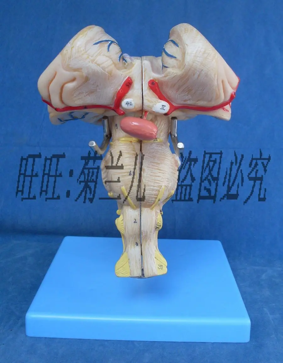 

Anatomical models of the brain - pontine medulla oblongata and the cranial nerves in brainstem magnification 18cm*14.5cm*12cm