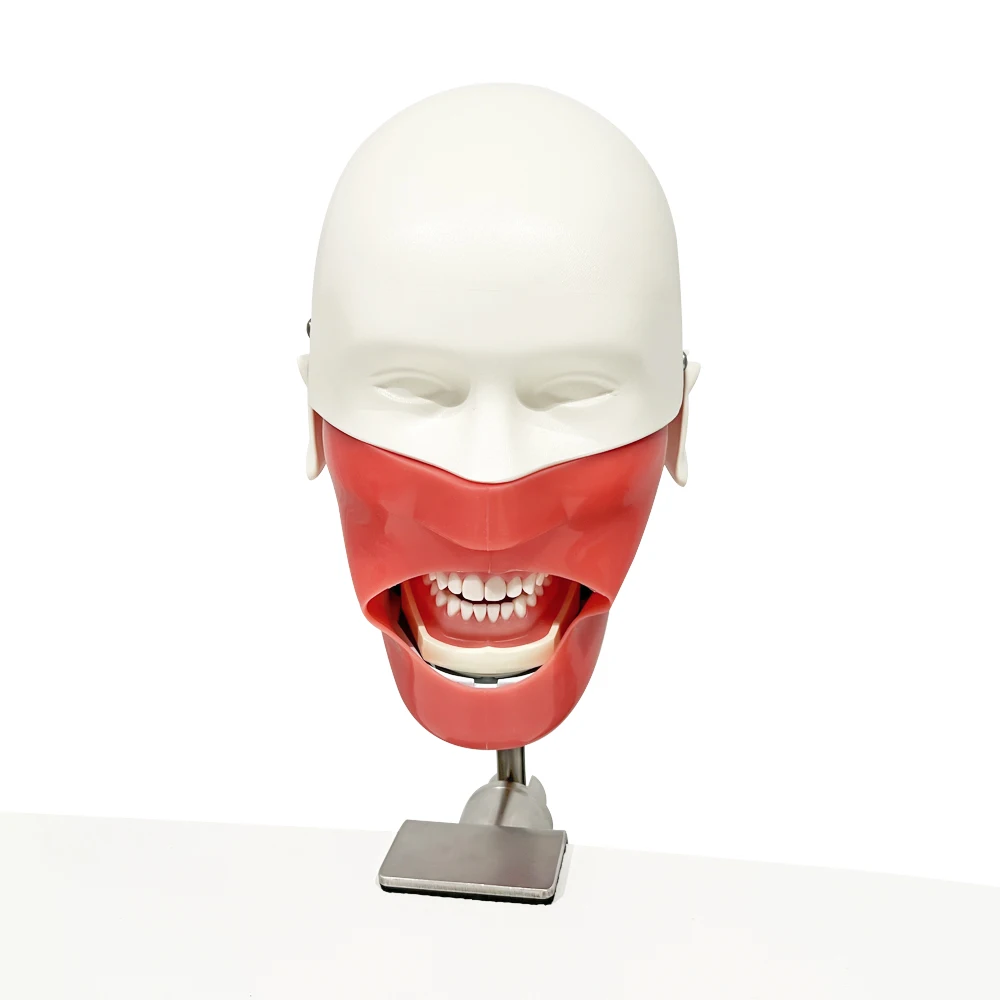 YTYIN entrenamiento modelo fantasma simulador maniquí con dientes para enseñanza práctica estudio equipo