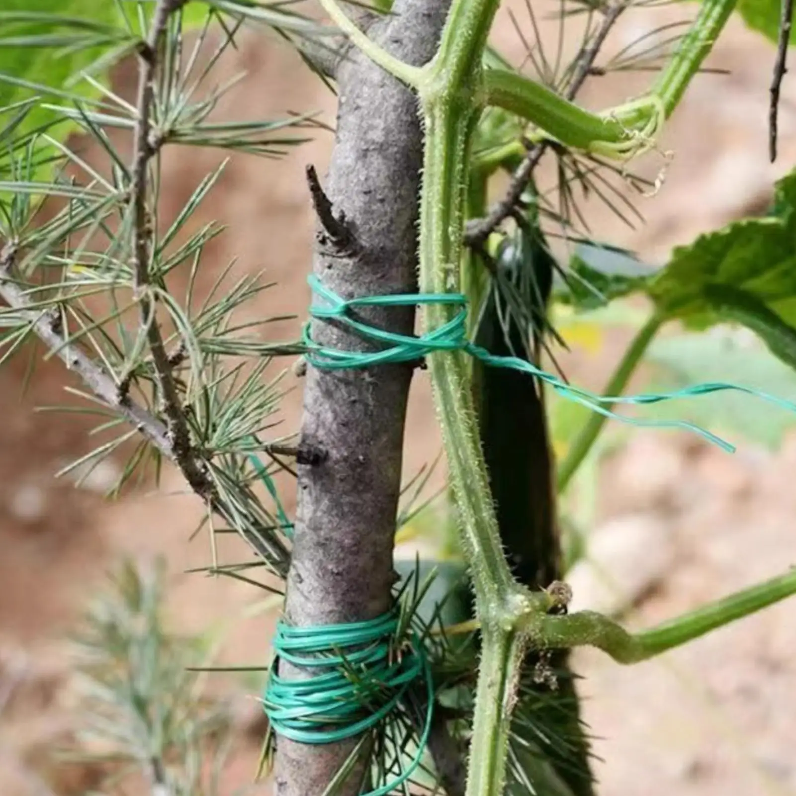 

Plant Ties Reusable Vegetable Support Accessories Climbing Plant Ties Tomato Rose Plant Climbing Cane Supports Strap 20/50m/100m