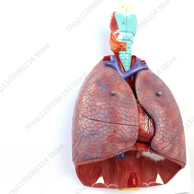 

Medical Human Larynx Cardiopulmonary Anatomy Model Respiratory System Heart Model ENT Thoracic Surgery