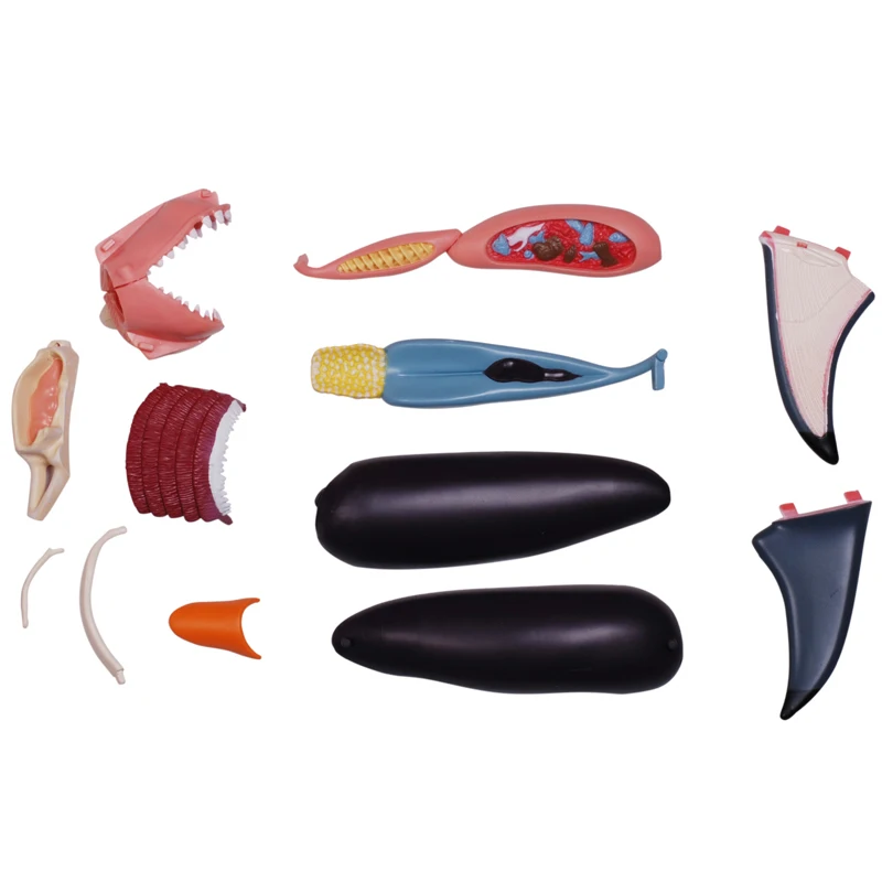 4D Shark Intelligence Assembling Toy Animal Organ Anatomy Model Medical Teaching DIY Popular Science Appliances Tools