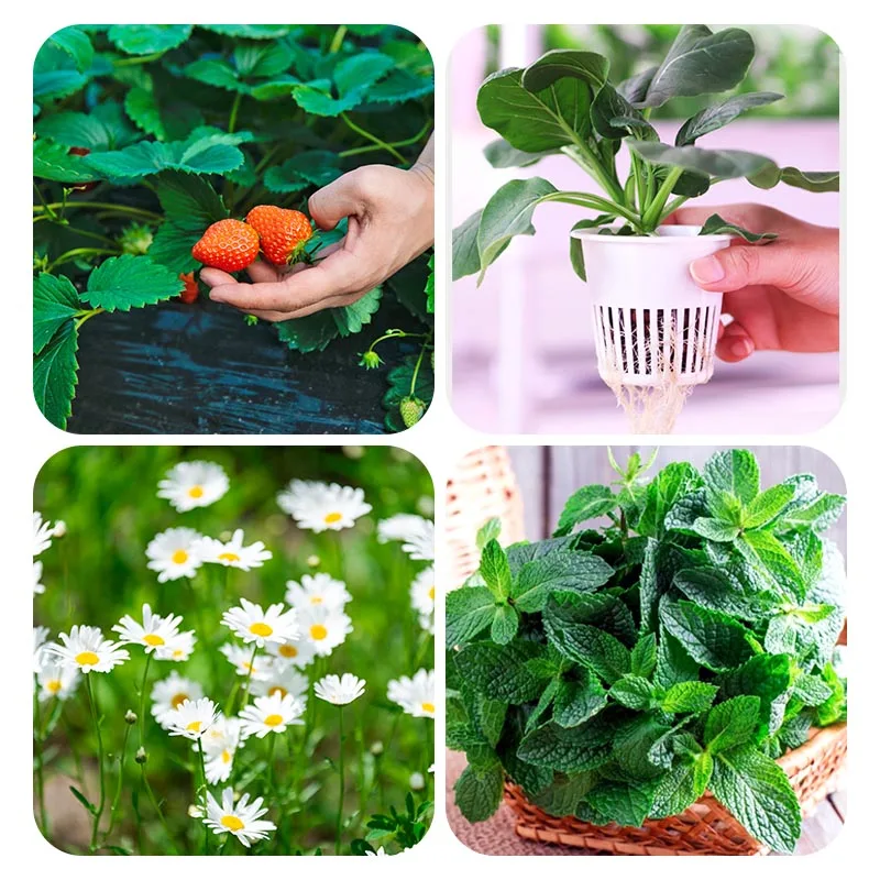 Home Mini Plant Box Kit with Motor & Pump for Growing Herbs and Vegetables Hydroponic System Indoor LED Grow Light