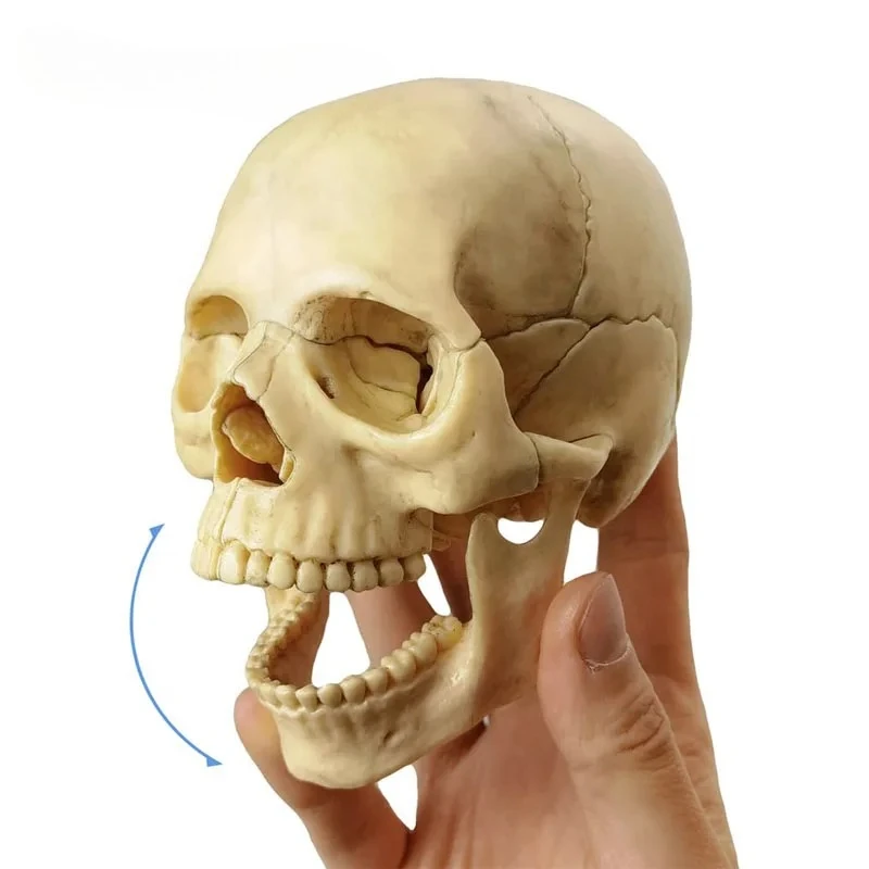 15PCS/SET Anatomy Exploded Skull Model 4D Disassembled Classic Skull Model Detachable Medical Teaching Tool