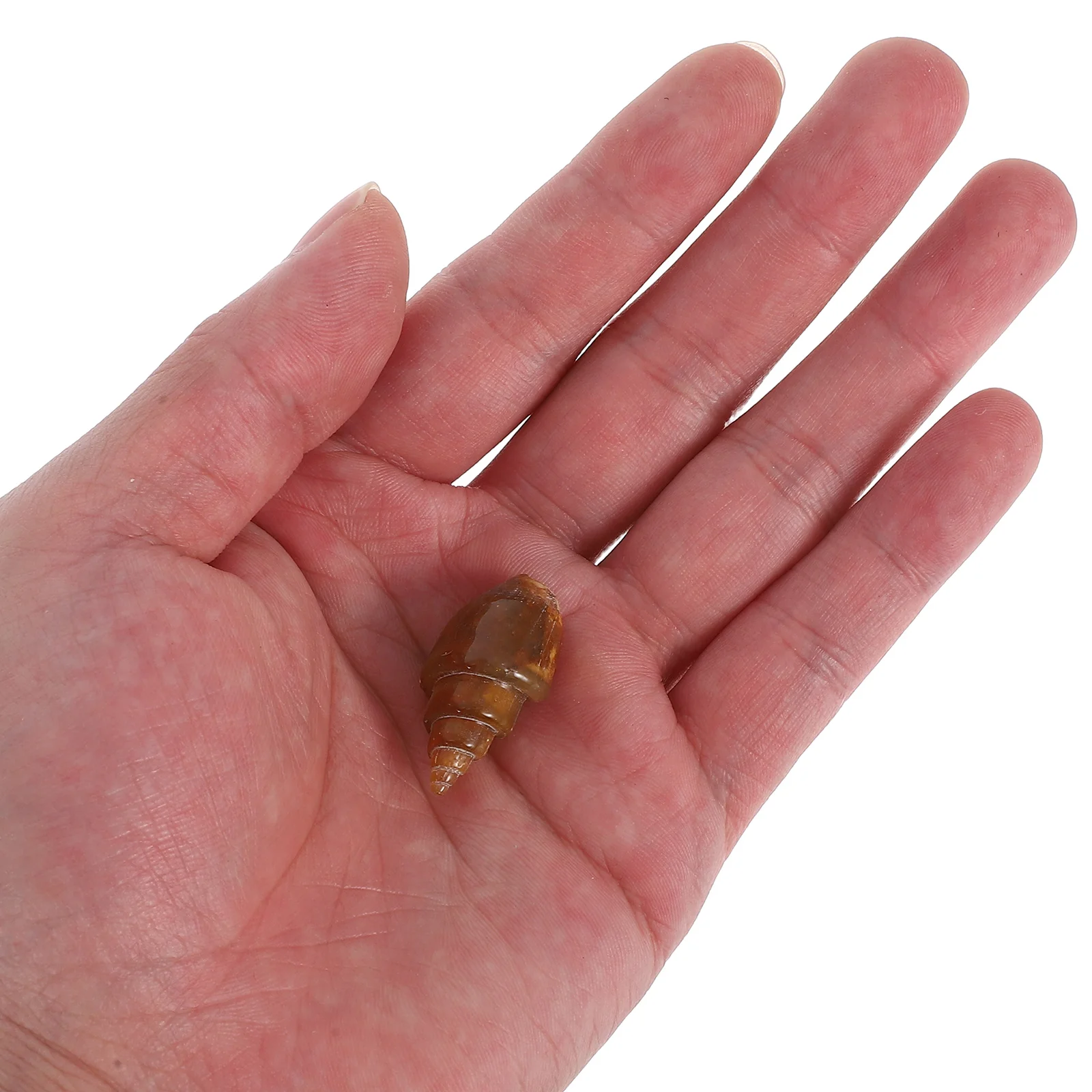 6pcs Agate Snail Conch Specimen Rare Ancient Gastropod Educational Geology Teaching Rock Mineral Kit School Science