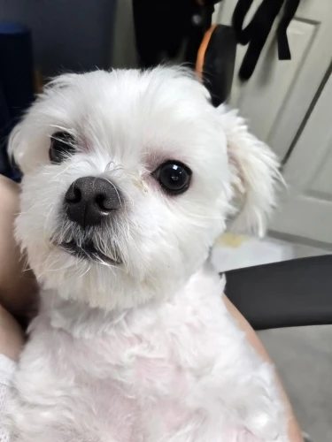 구매후기