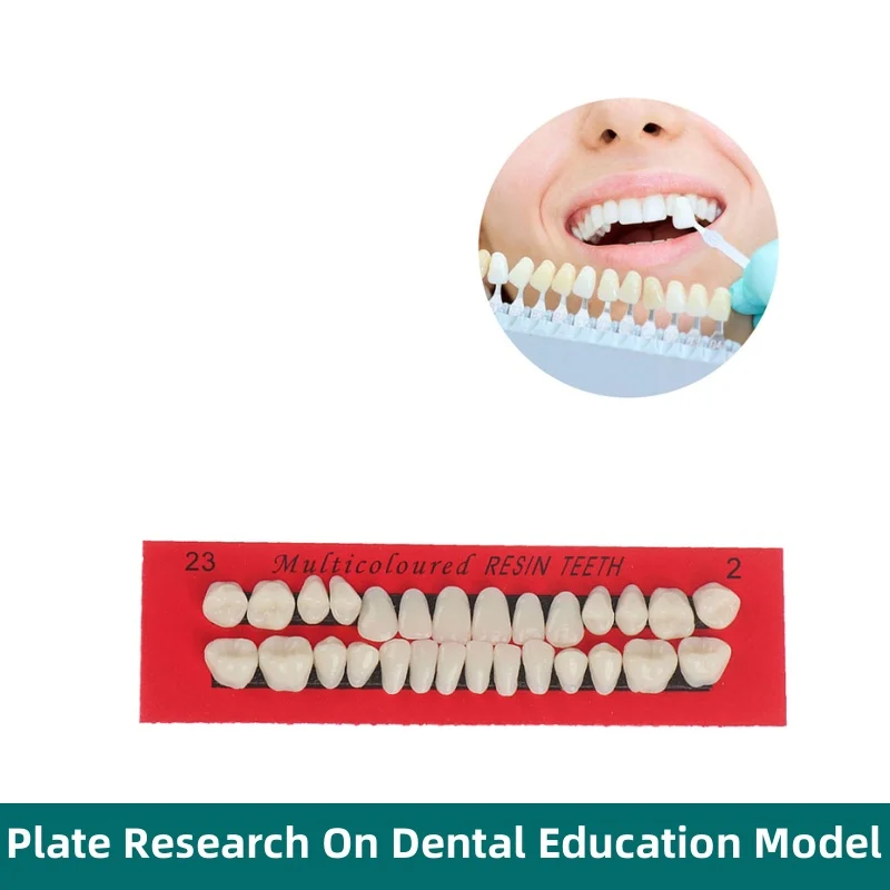 28 Teeth Resin Denture Teeth Comparator Mirror Dentistry Bleaching Dental Plate Research On Dental Education Model