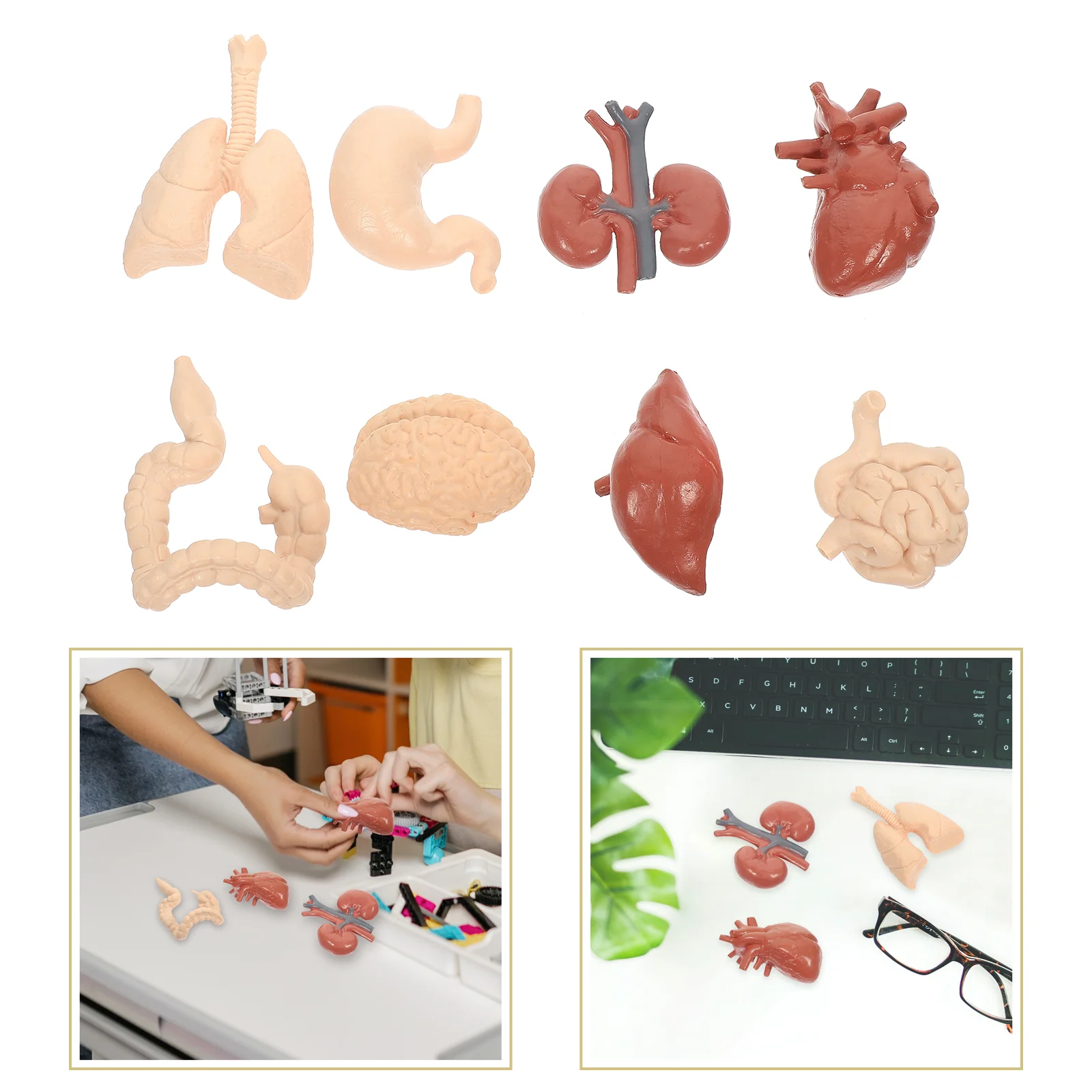 

Human Visceral Model Organs School Teaching Supplies Aid Internal Cognitive Prop Body Professional Models Toy