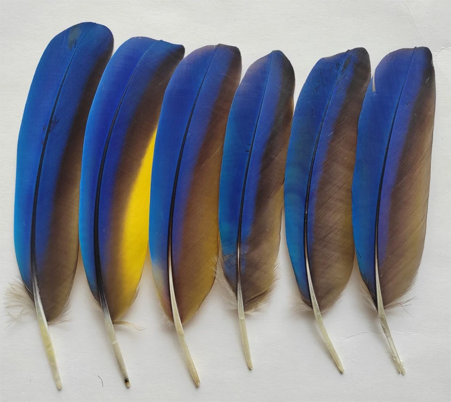 10Pcs/lot 18-25cm Natural Vibrant Blue Parrot Quill Feathers for Crafts Plume Headdress Accessories Holiday Decoration