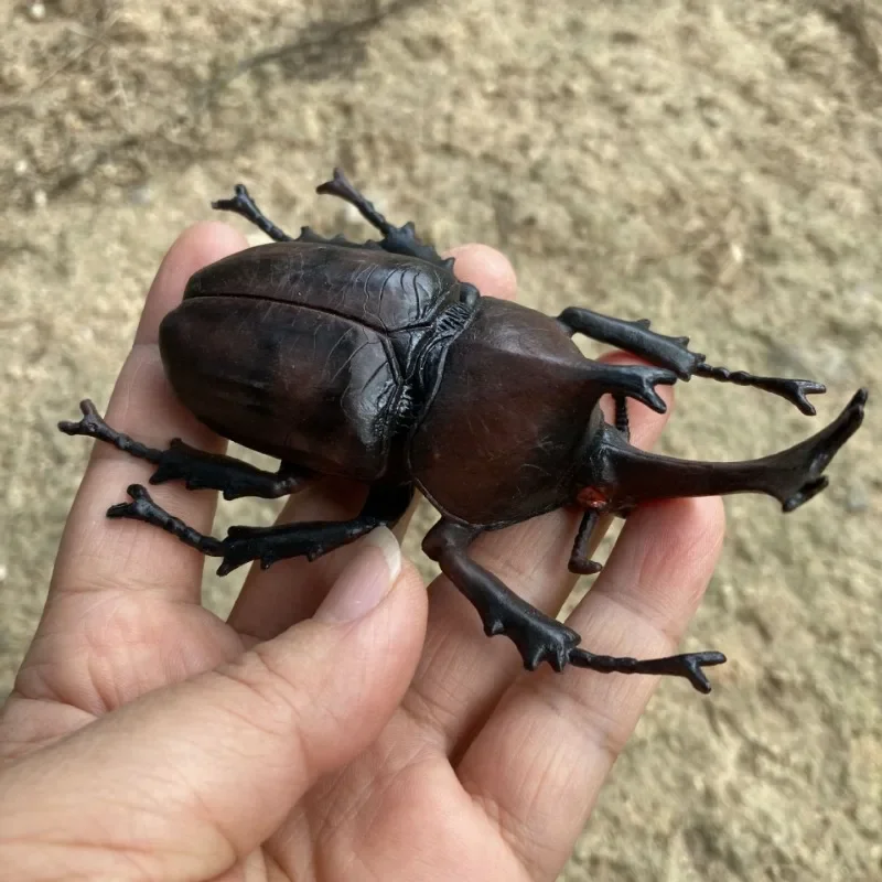 Realistic Insect Model Static Solid Toy Wholesale Hercules Beetle Stag Beetle Collection