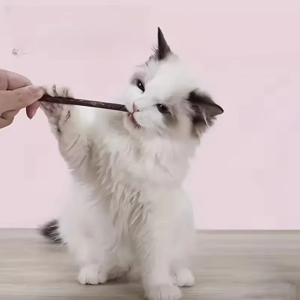 15pcs Natural Matatabi Cat Catnip Toy Kitten Molar Chew Stick Pet Cleaning Teeth Cat Treat Toy Actinidia Silvervine Pet Products